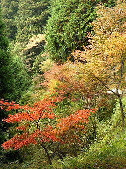 御岳山の紅葉と毛虫 Toyoblog B