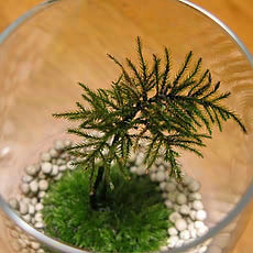 高野の万年草